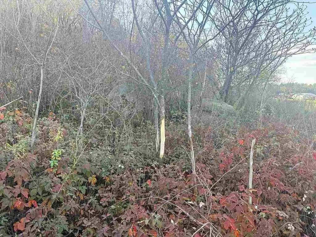 Picture 6