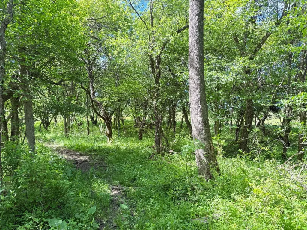 Picture 15