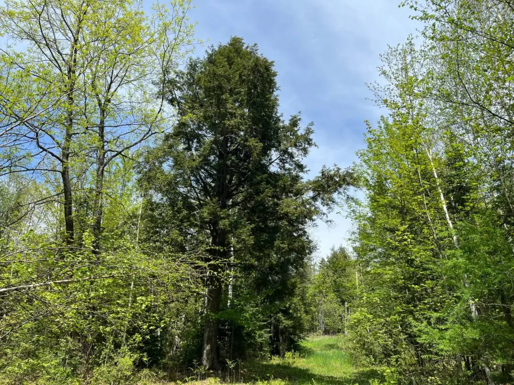 Picture 29