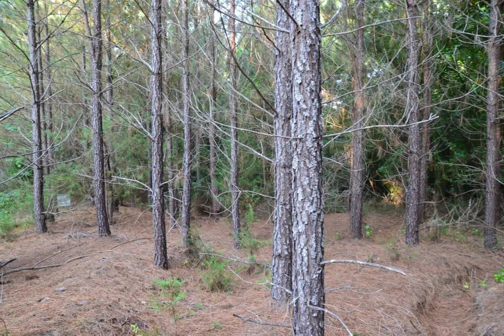 Picture 21