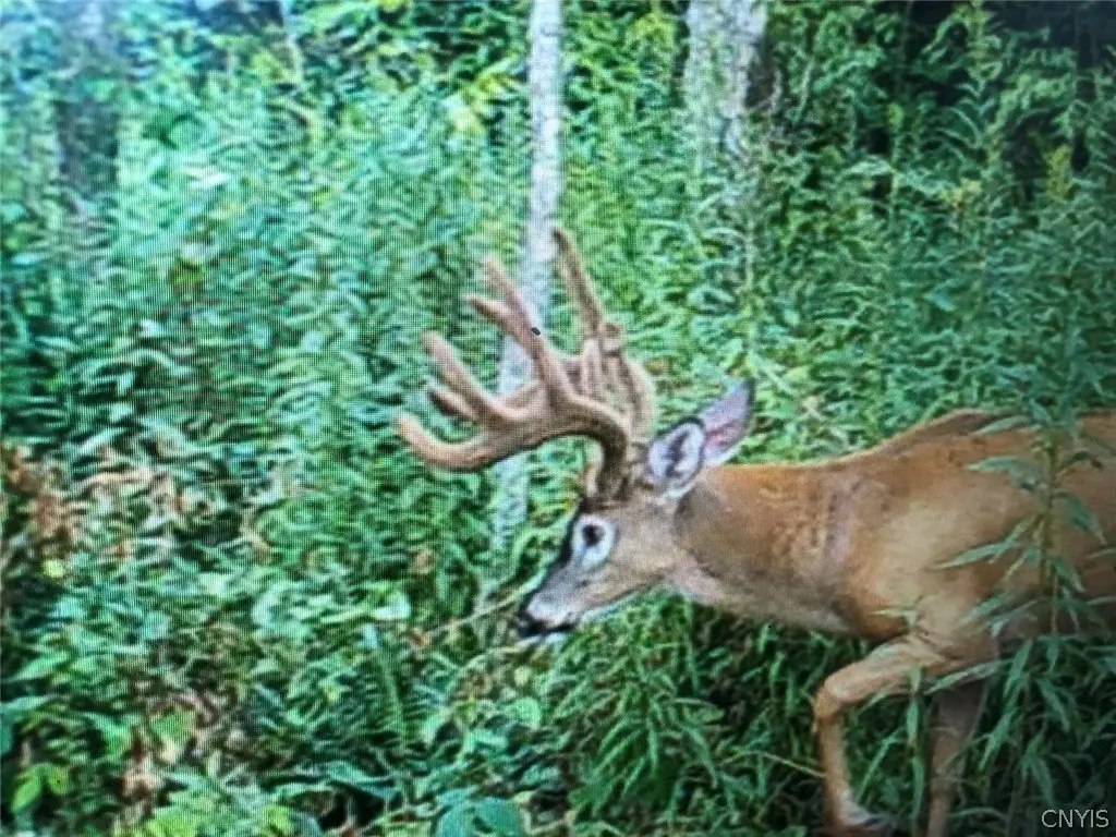 Picture 15