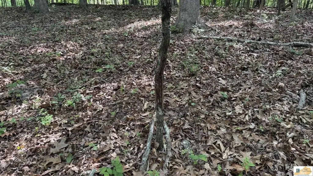 Picture 33