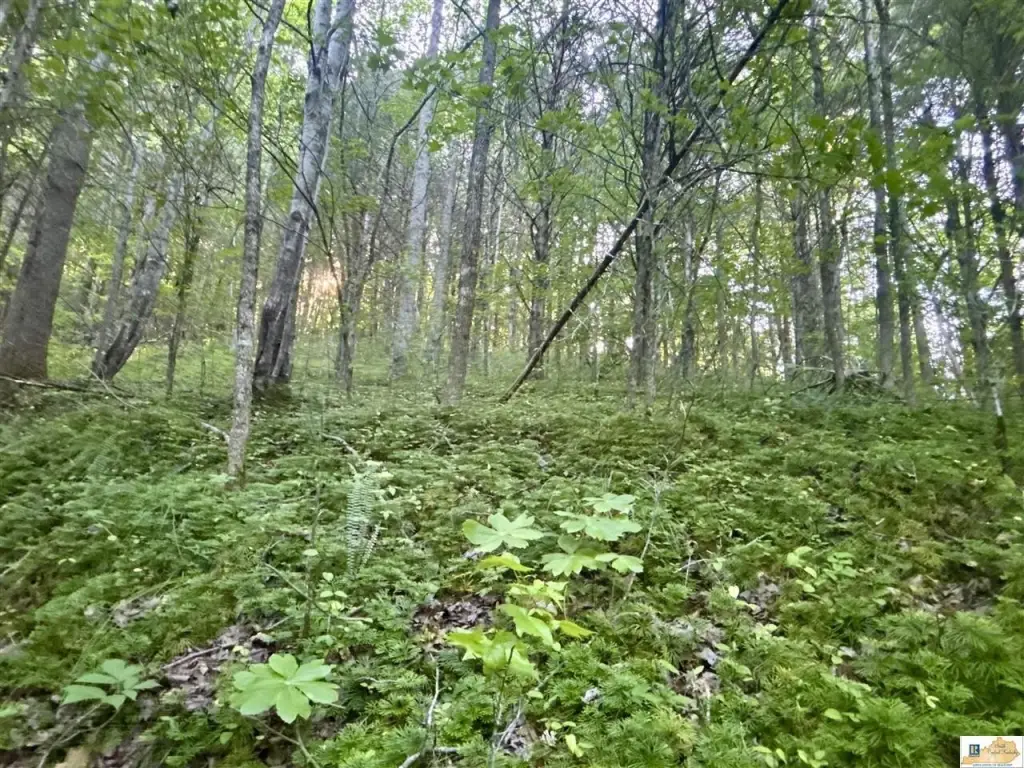 Picture 37