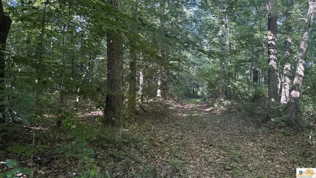 Picture 41
