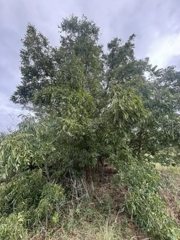 Picture 4