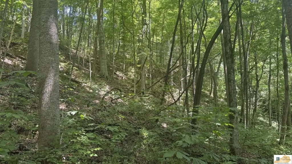 Picture 45