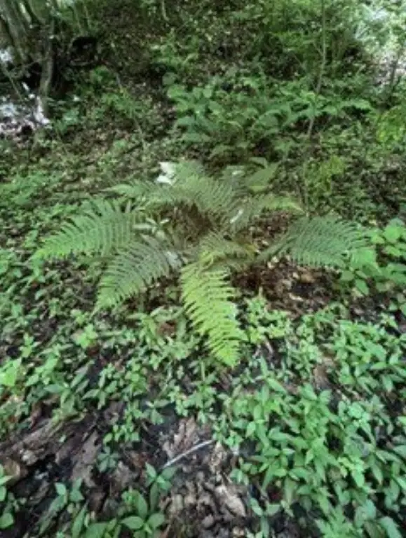 Picture 21