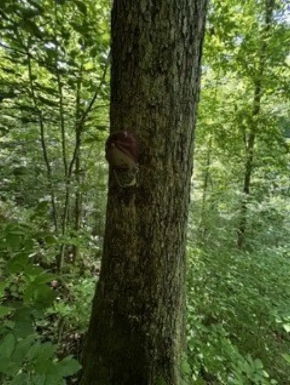 Picture 19