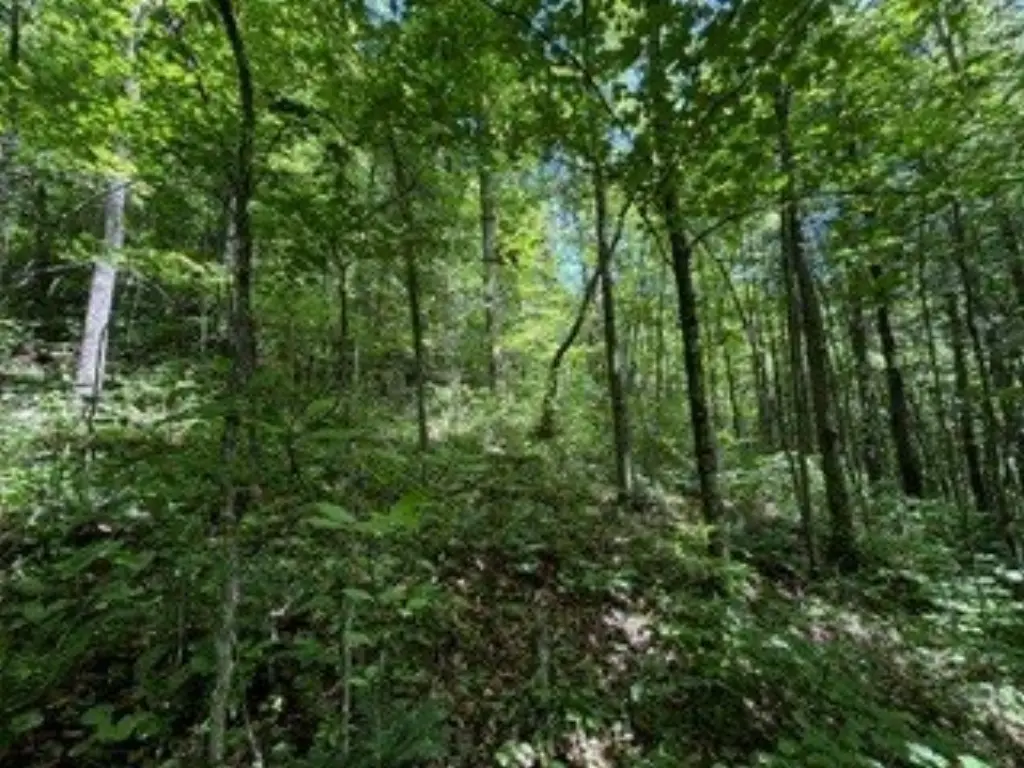 Picture 15