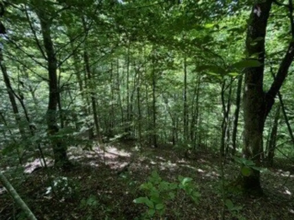 Picture 8