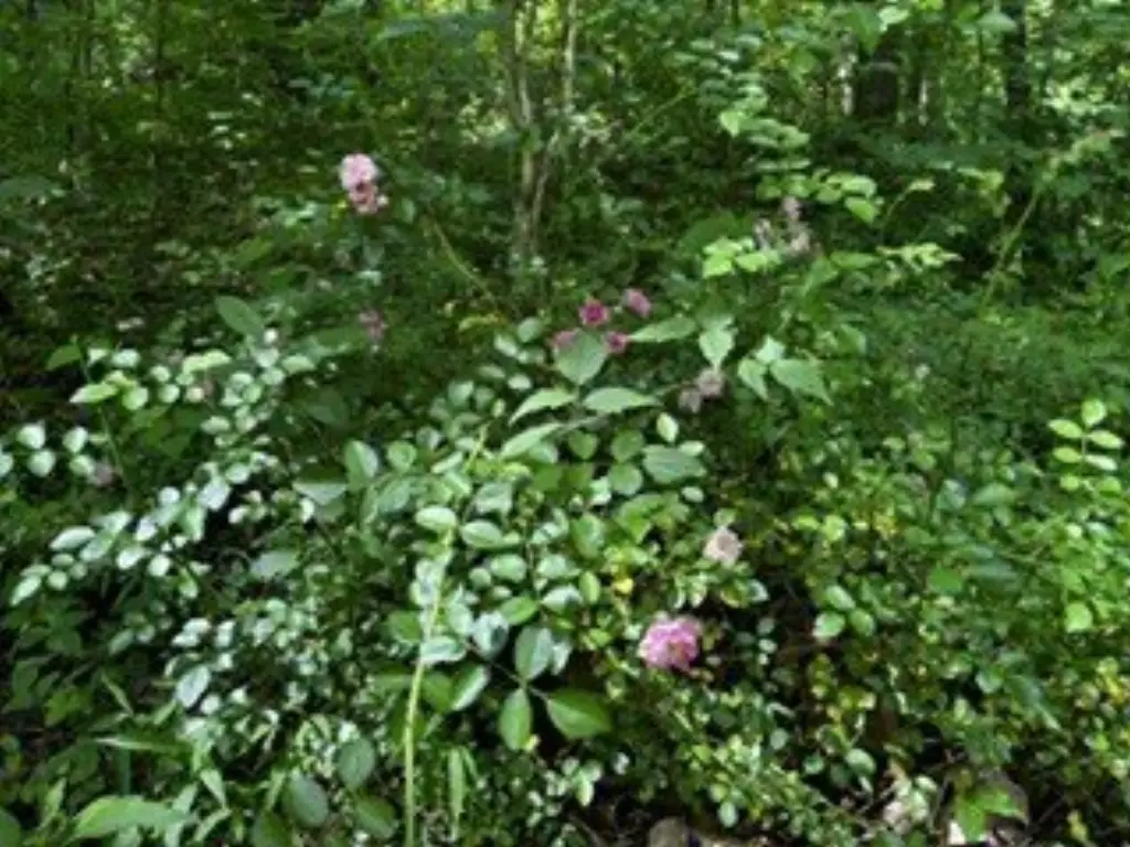 Picture 13
