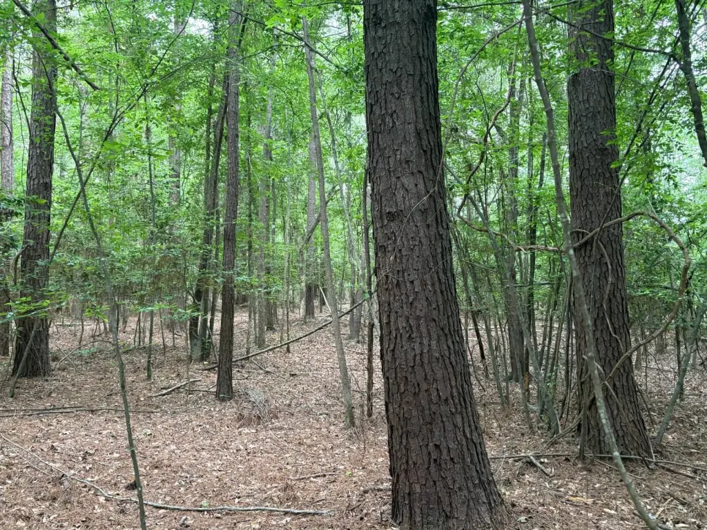Picture 24