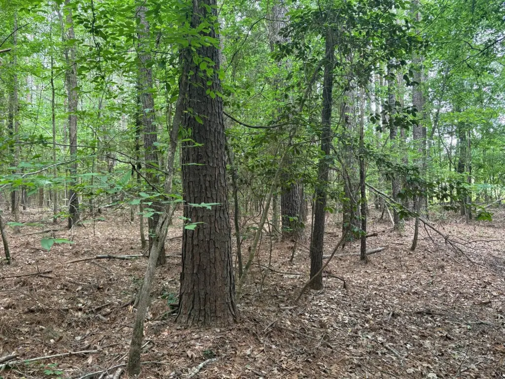 Picture 27