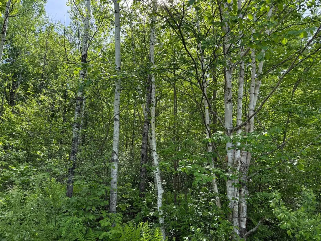 Picture 18