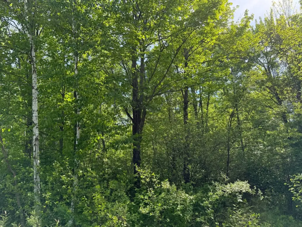 Picture 21