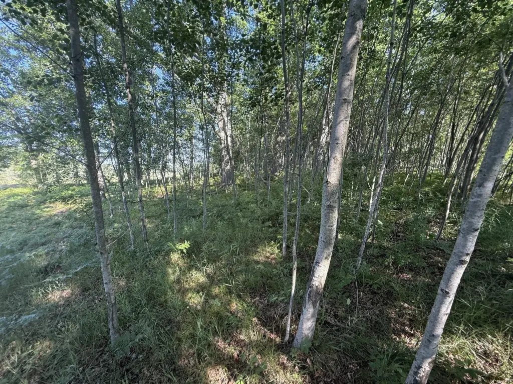 Picture 8