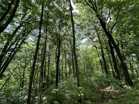 Residential Lots in Coveted Neighborhood