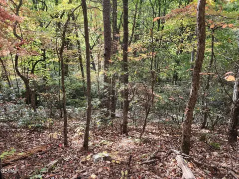 Wooded Lot in Sevierville, TN