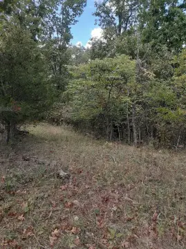 Cynthiana, KY Wooded Lot