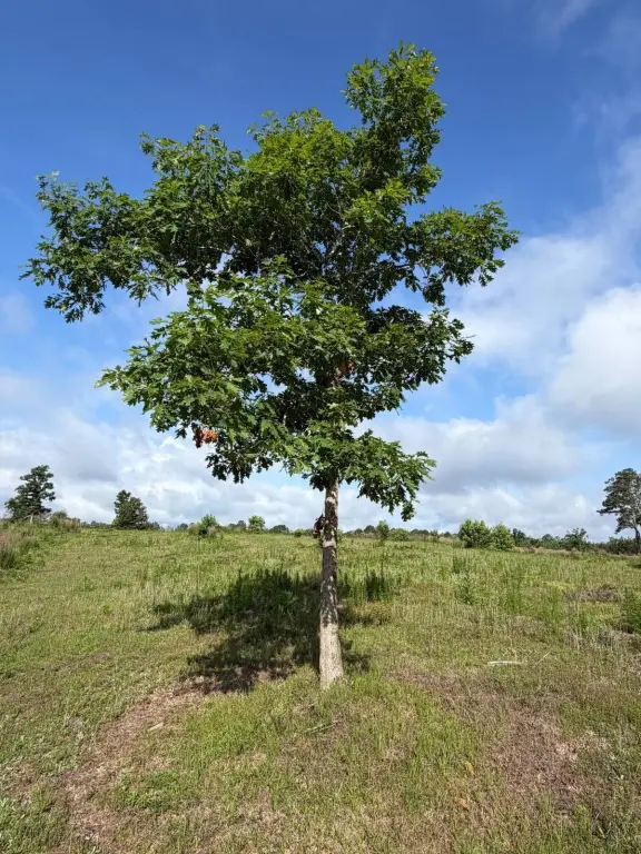 Picture 19