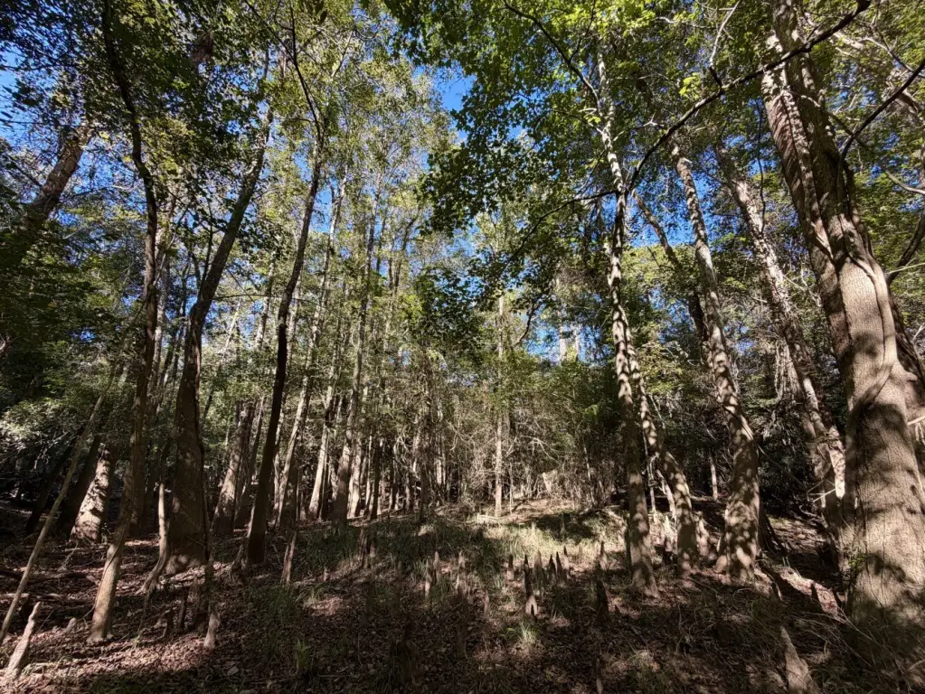 Picture 28