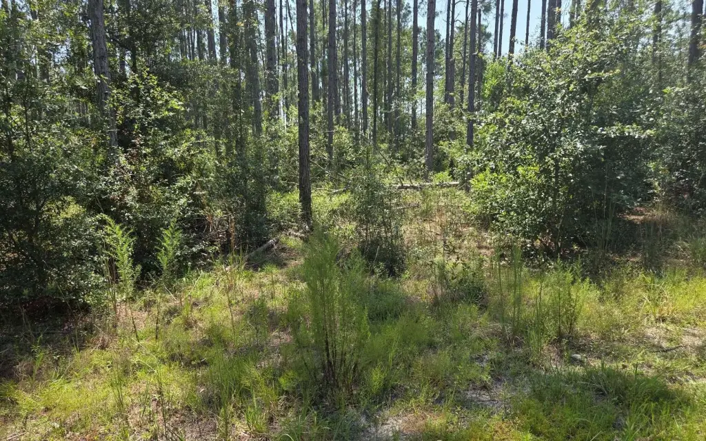 Picture 5
