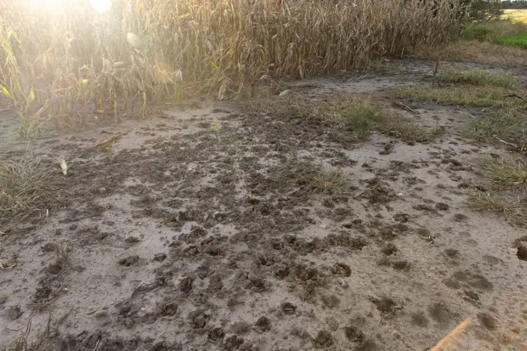 Picture 28