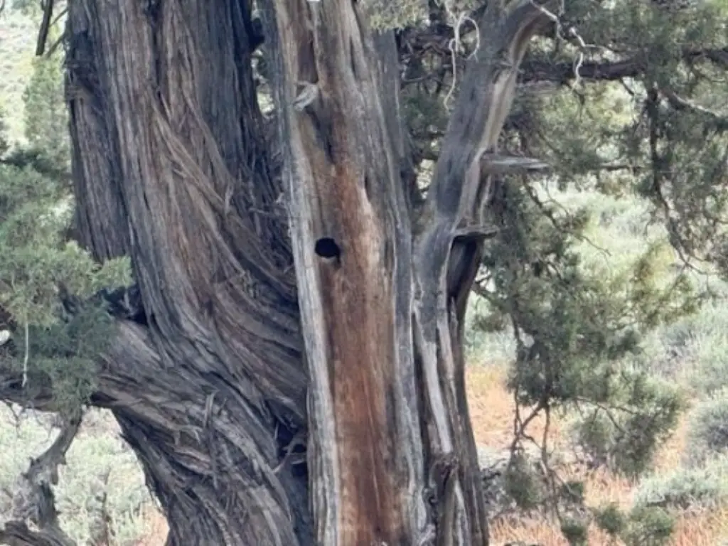 Picture 31