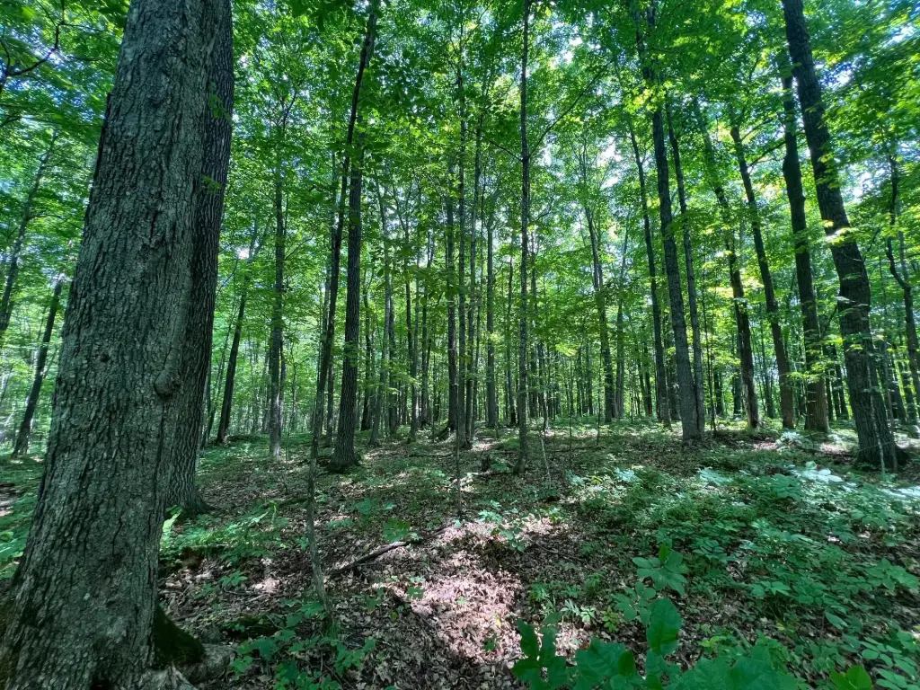 Picture 5