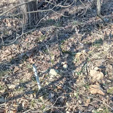 Wooded Lots Near Bull Shoals