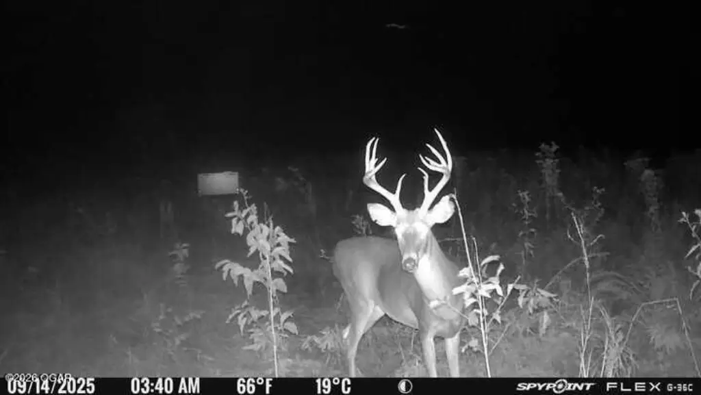 Picture 5