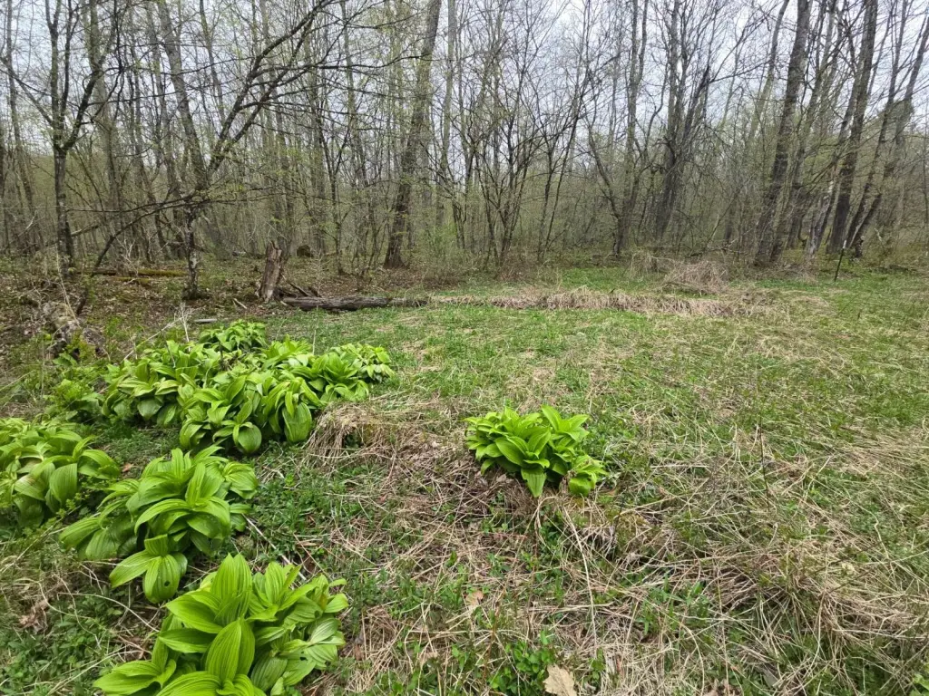 Picture 43