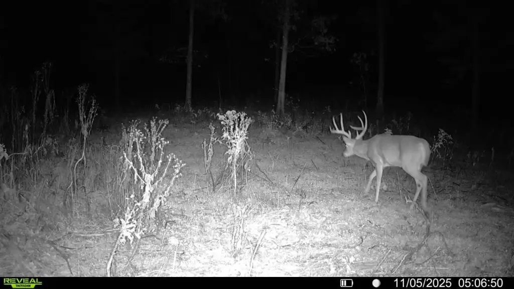 Picture 11
