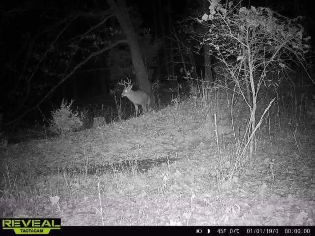 Picture 19