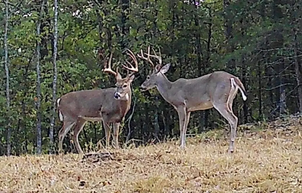 Picture 4