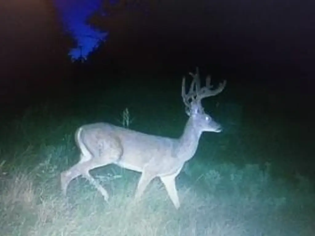 Picture 5