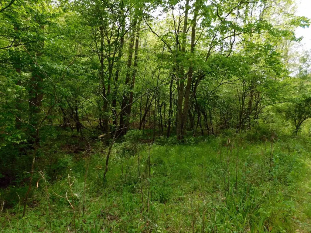 Picture 38