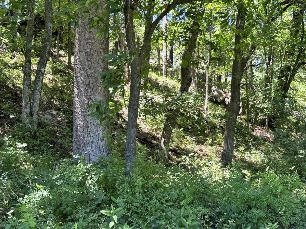 Picture 21