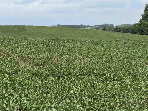 Productive Farmland Near Highway 41