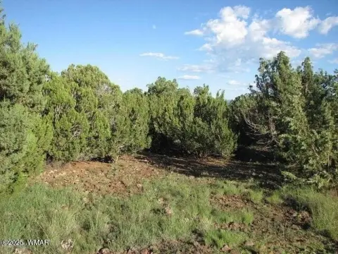 Heber, AZ Acreage with Trees