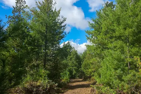 Buildable Land Near Eau Claire Lakes