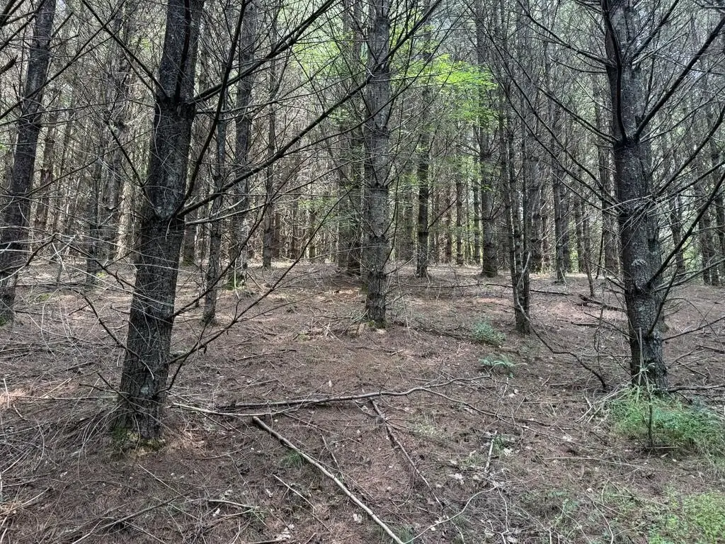 Picture 7