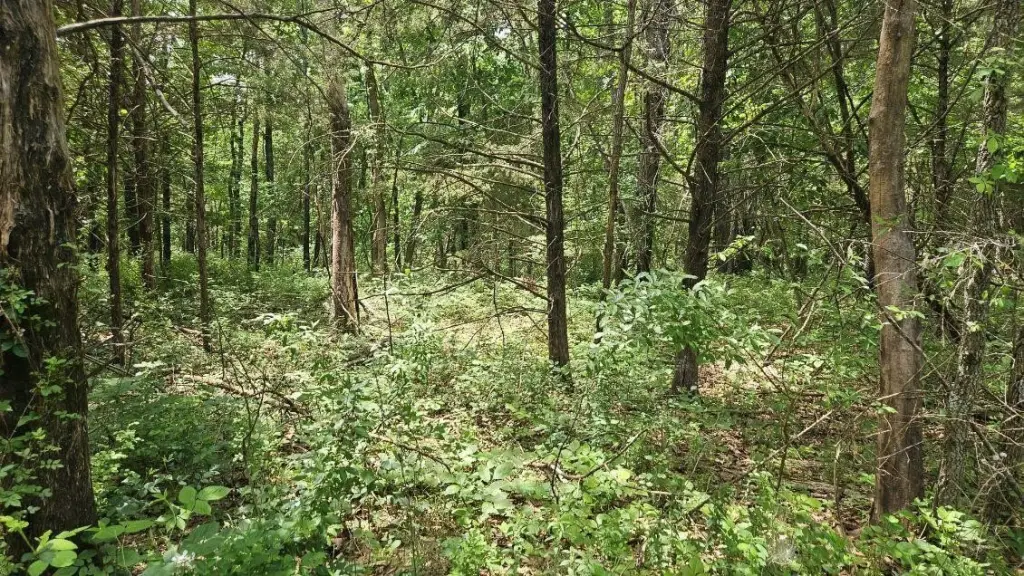 Picture 9
