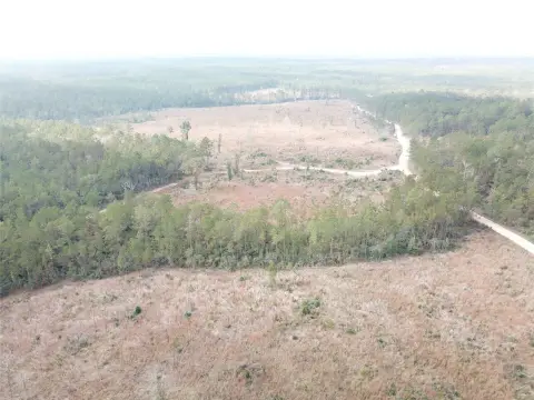 Pine Timberland Hunting Property