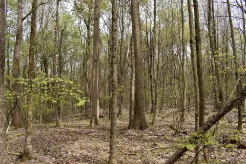 Timberland and Hunting Tract