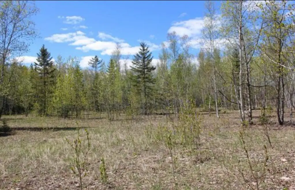 Picture 5