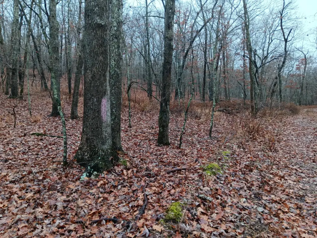 Picture 21