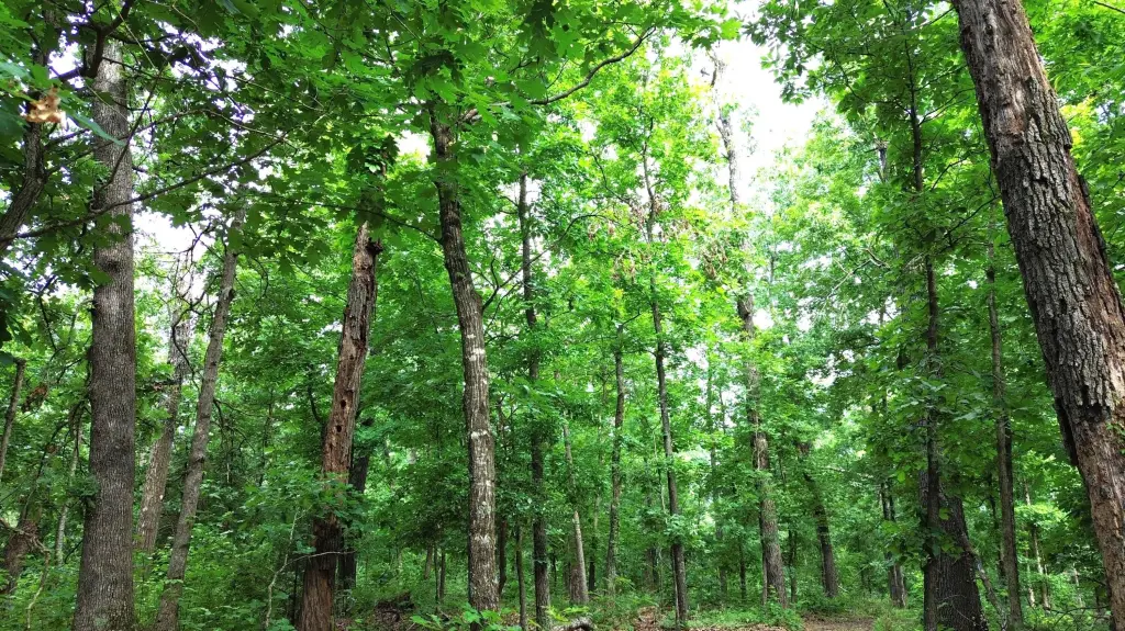Picture 9
