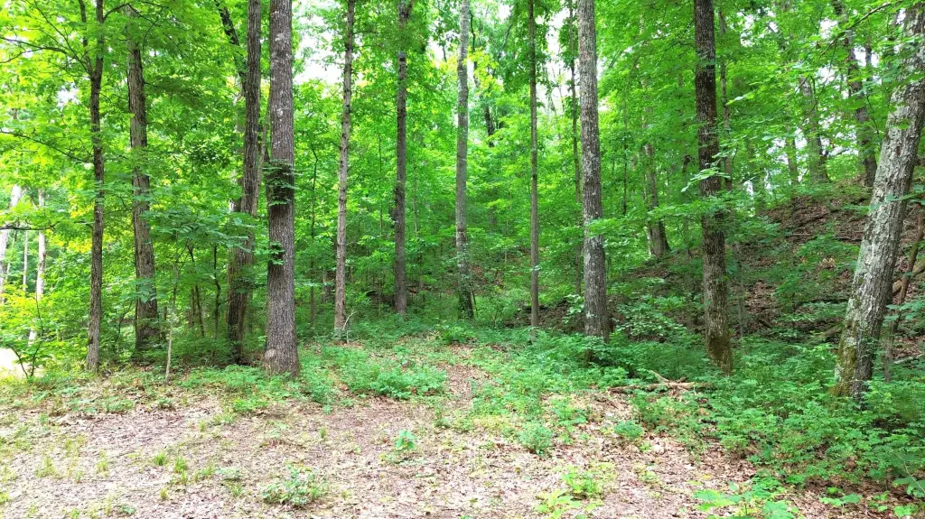 Picture 15