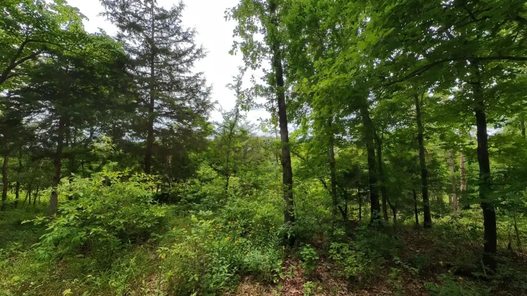 Picture 11